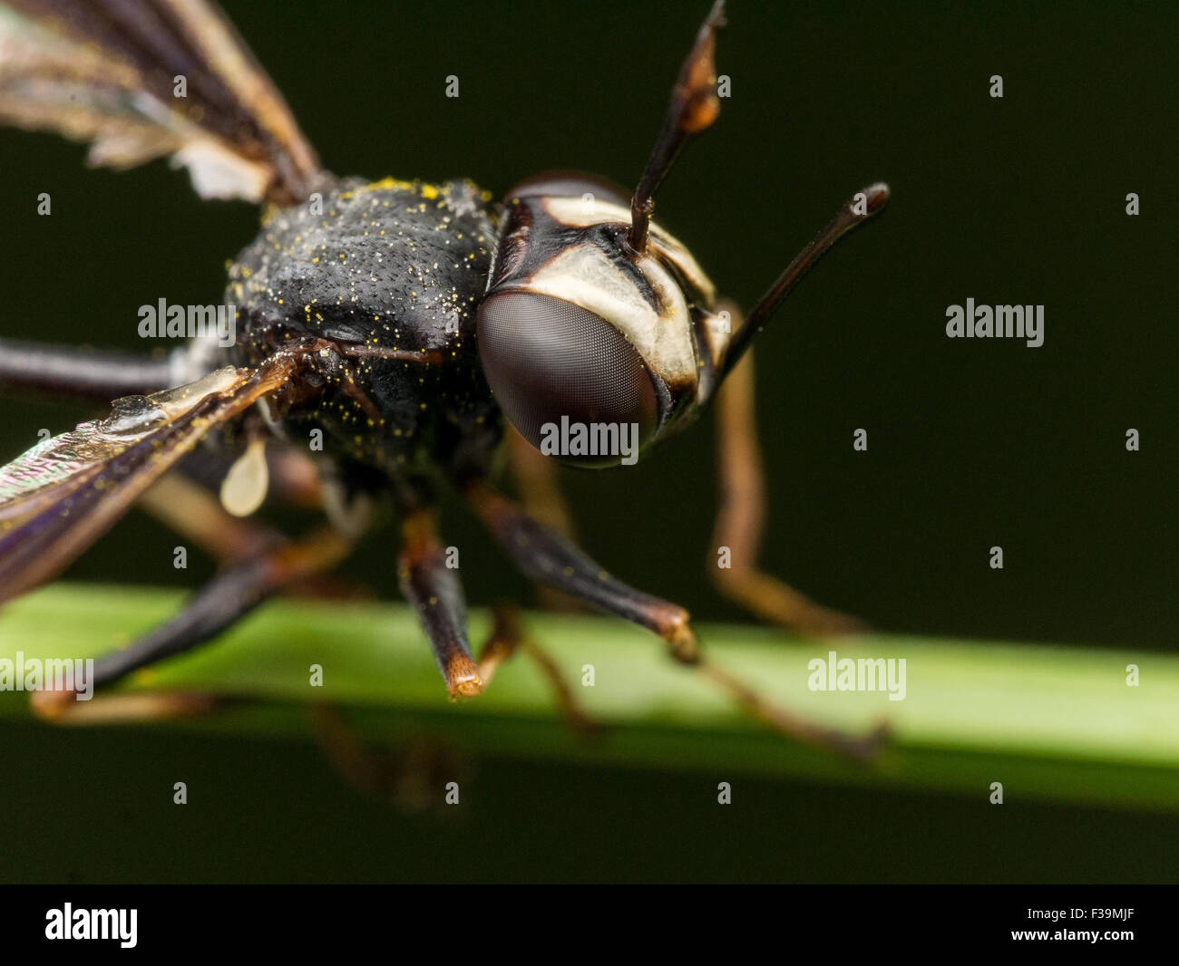 Wasp nero con ali ferito le mani sulla pianta verde con sfondo nero Foto Stock