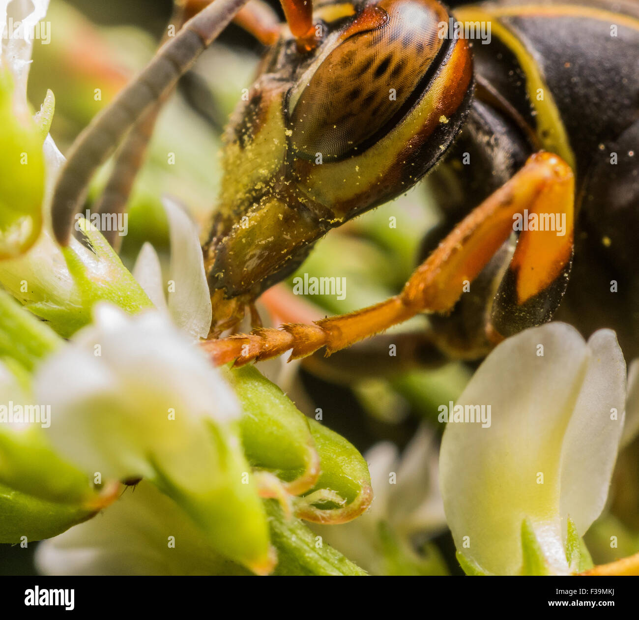 Wasp con orange spotted occhi estrae il polline di un fiore bianco con sfondo verde Foto Stock