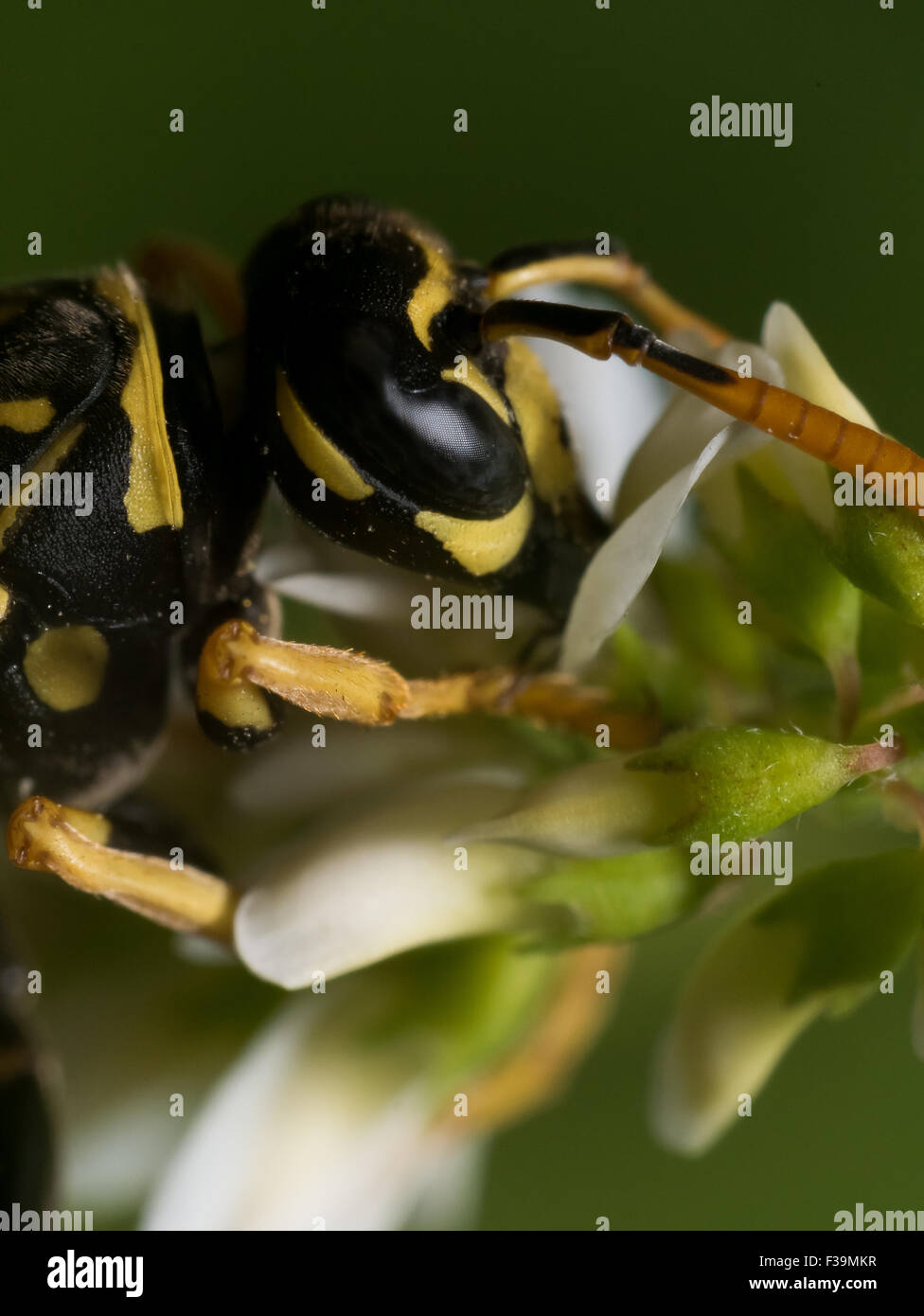 Wasp con macchie nere estratti gli occhi il polline di un fiore bianco con sfondo verde Foto Stock