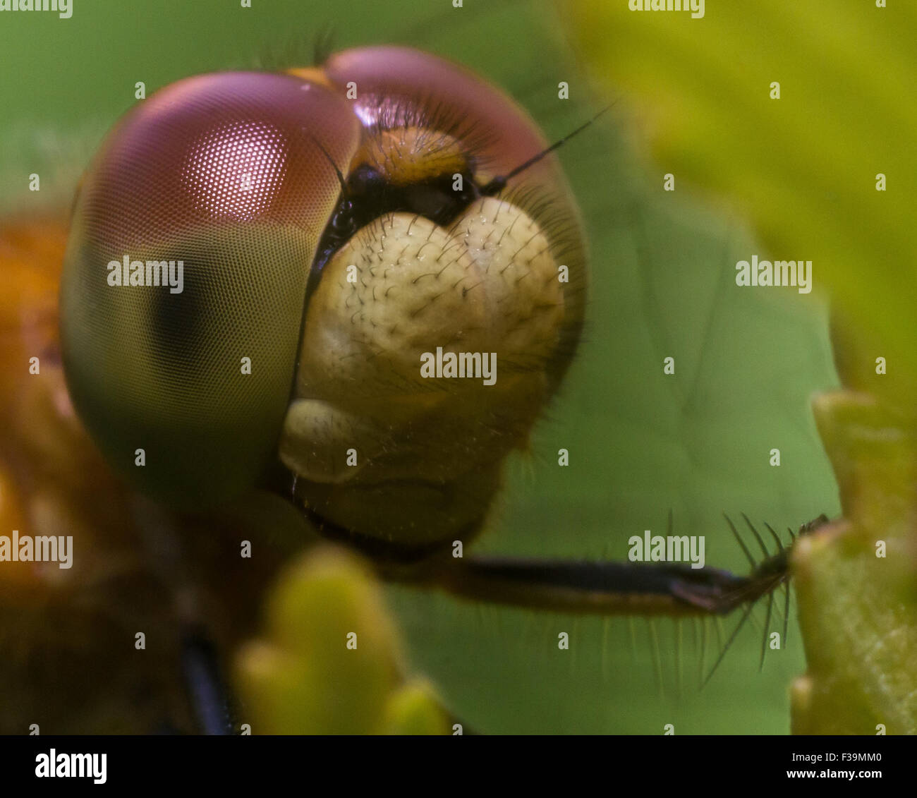Close up di libellula con big red e gli occhi verdi Foto Stock
