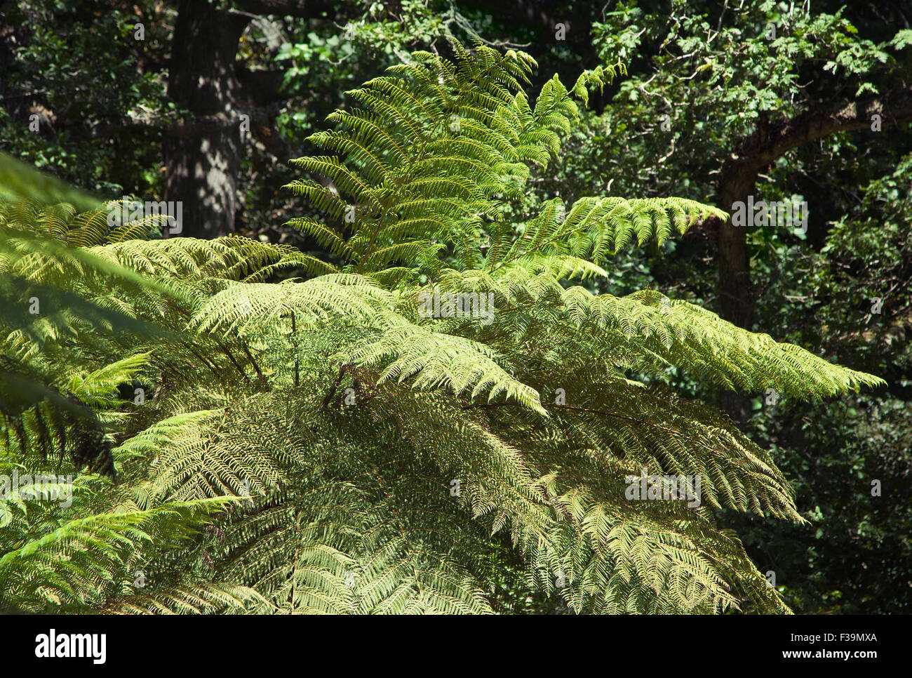 Felce gigante nel parco di Sintra, vista dal basso Foto Stock