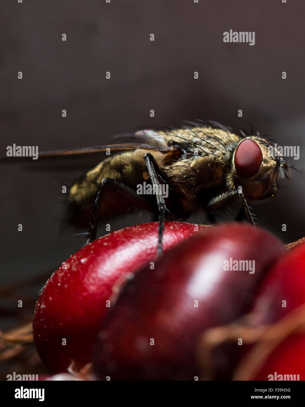 Volare con gli occhi rossi che corrispondono a mais rosso è seduta sul Foto Stock