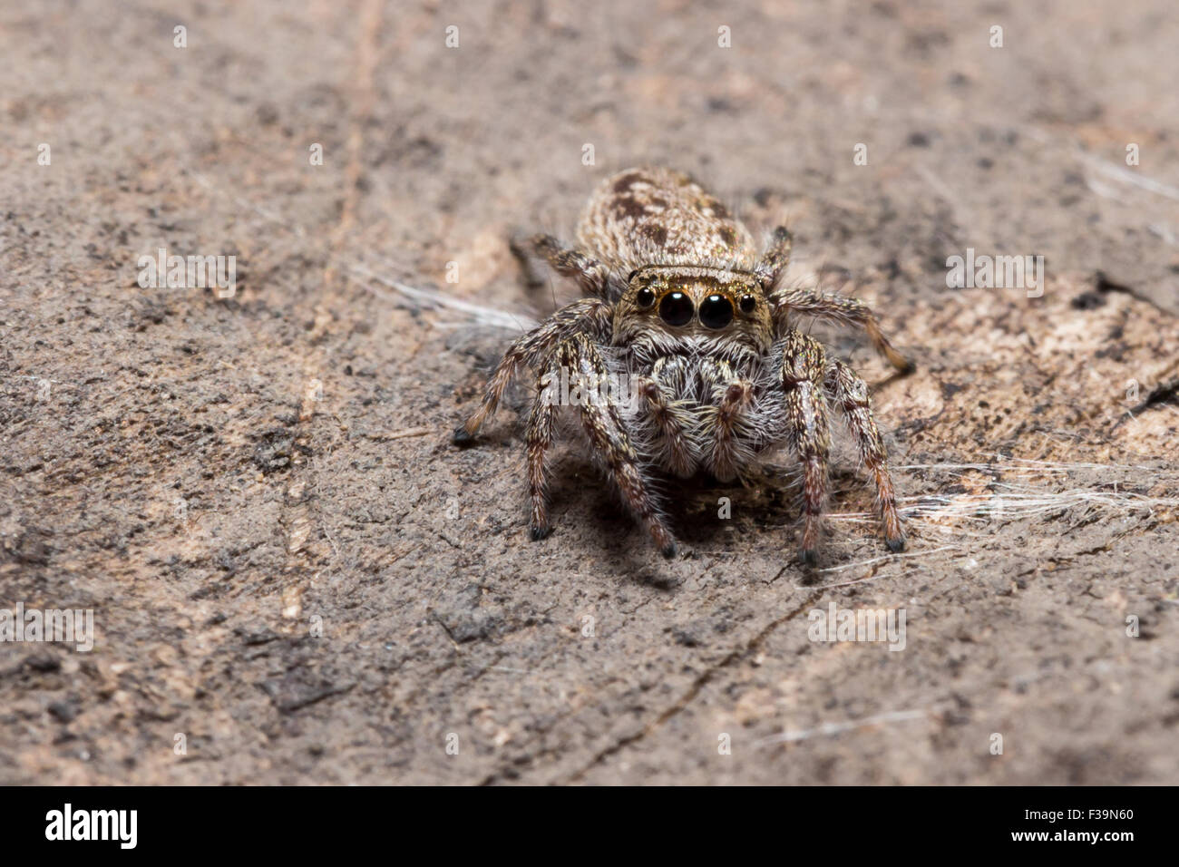 Brown jumping spider si fonde perfettamente con la superficie marrone Foto Stock