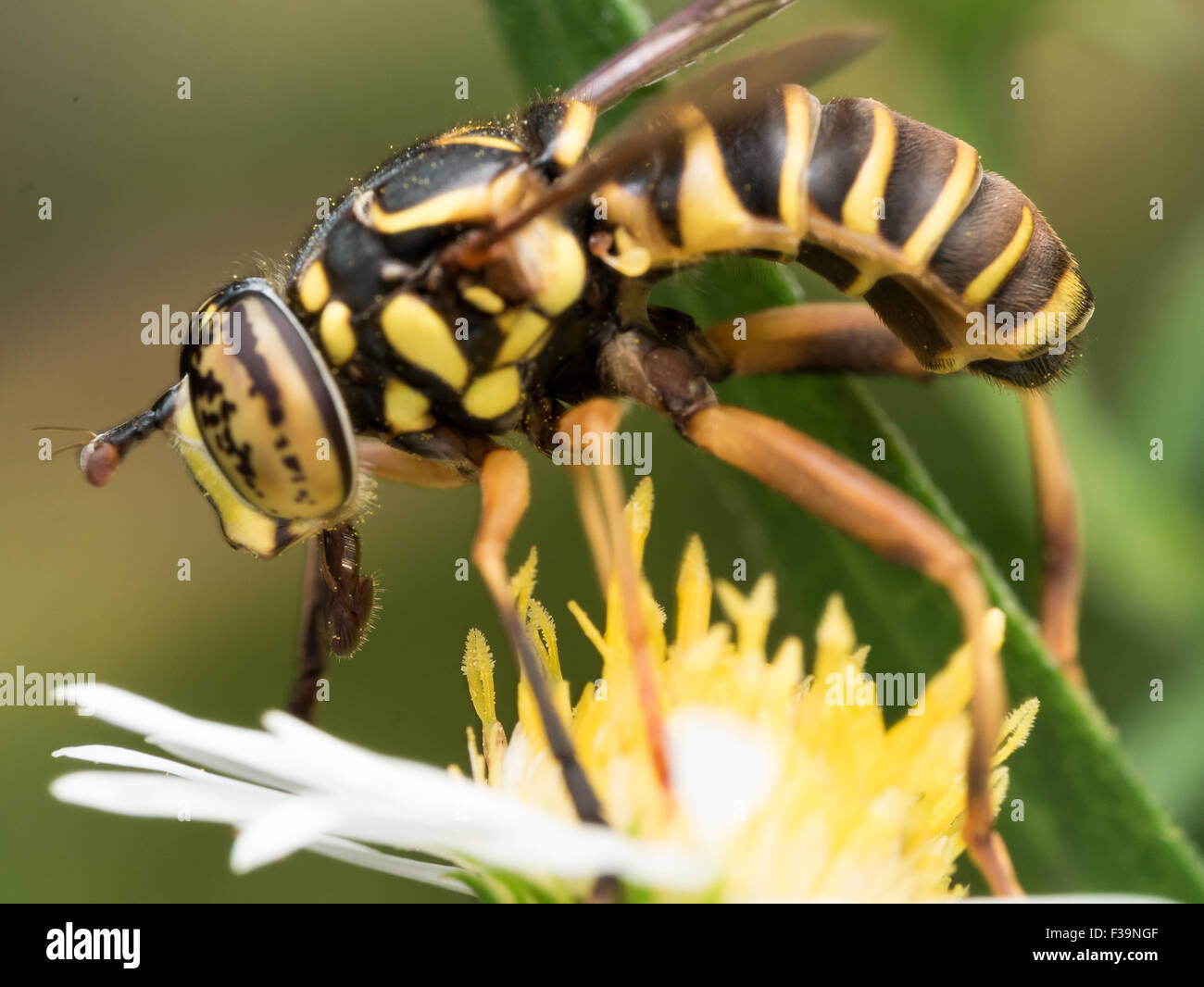 Hoverfly con macchie nere estratti gli occhi il polline dal fiore giallo Foto Stock