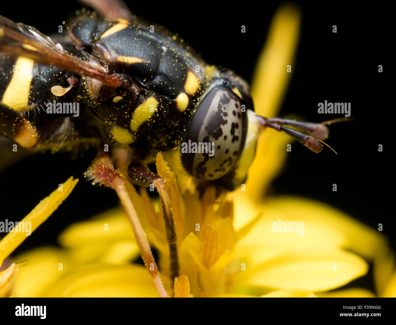 Hoverfly con macchie nere estratti gli occhi il polline dal fiore giallo Foto Stock