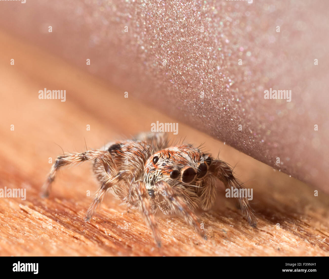 Carino piccolo jumping spider nasconde su una superficie di legno Foto Stock