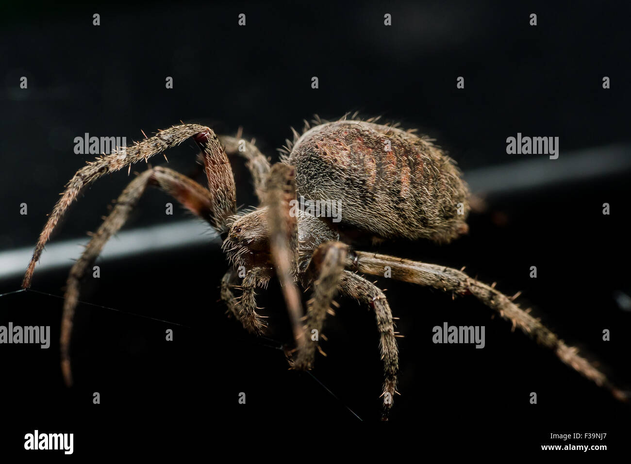 Tessitura di Orb spider stabilisce closeup Web con sfondo nero Foto Stock