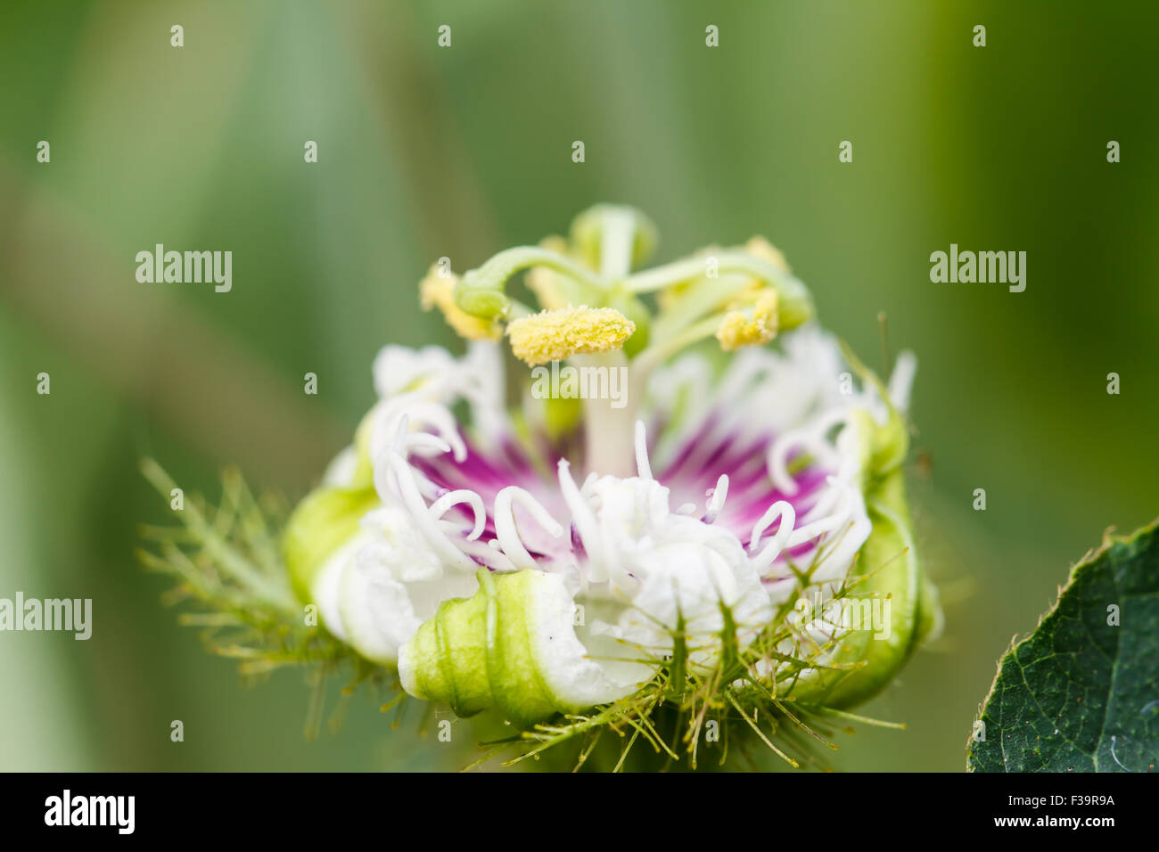 Passiflora laurifolia Linn Foto Stock