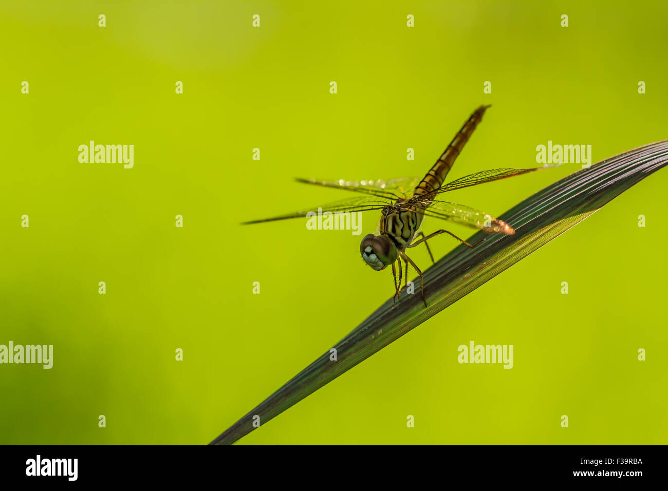 Dragonfly appollaiato su un filo d'erba. Foto Stock