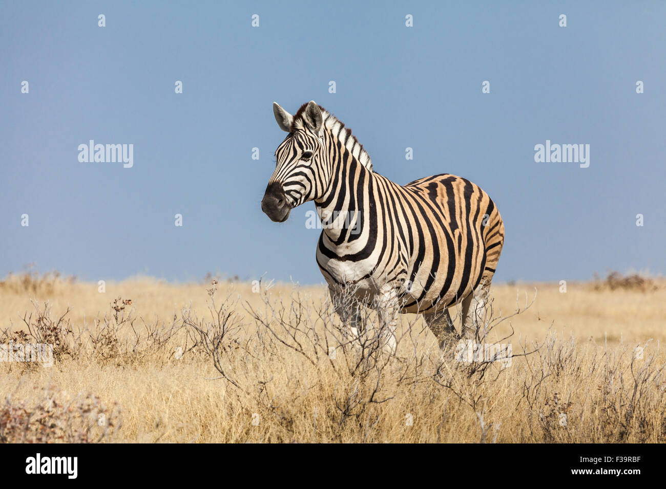 Lone burchell's zebra in Namibia Foto Stock