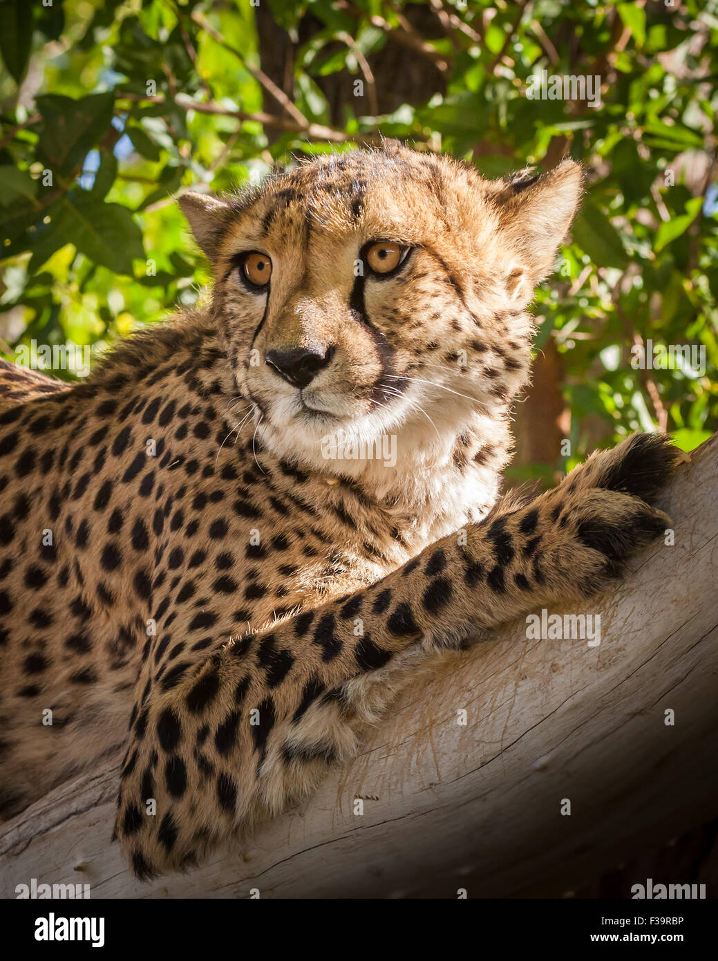 Cheetah in una struttura ad albero Foto Stock