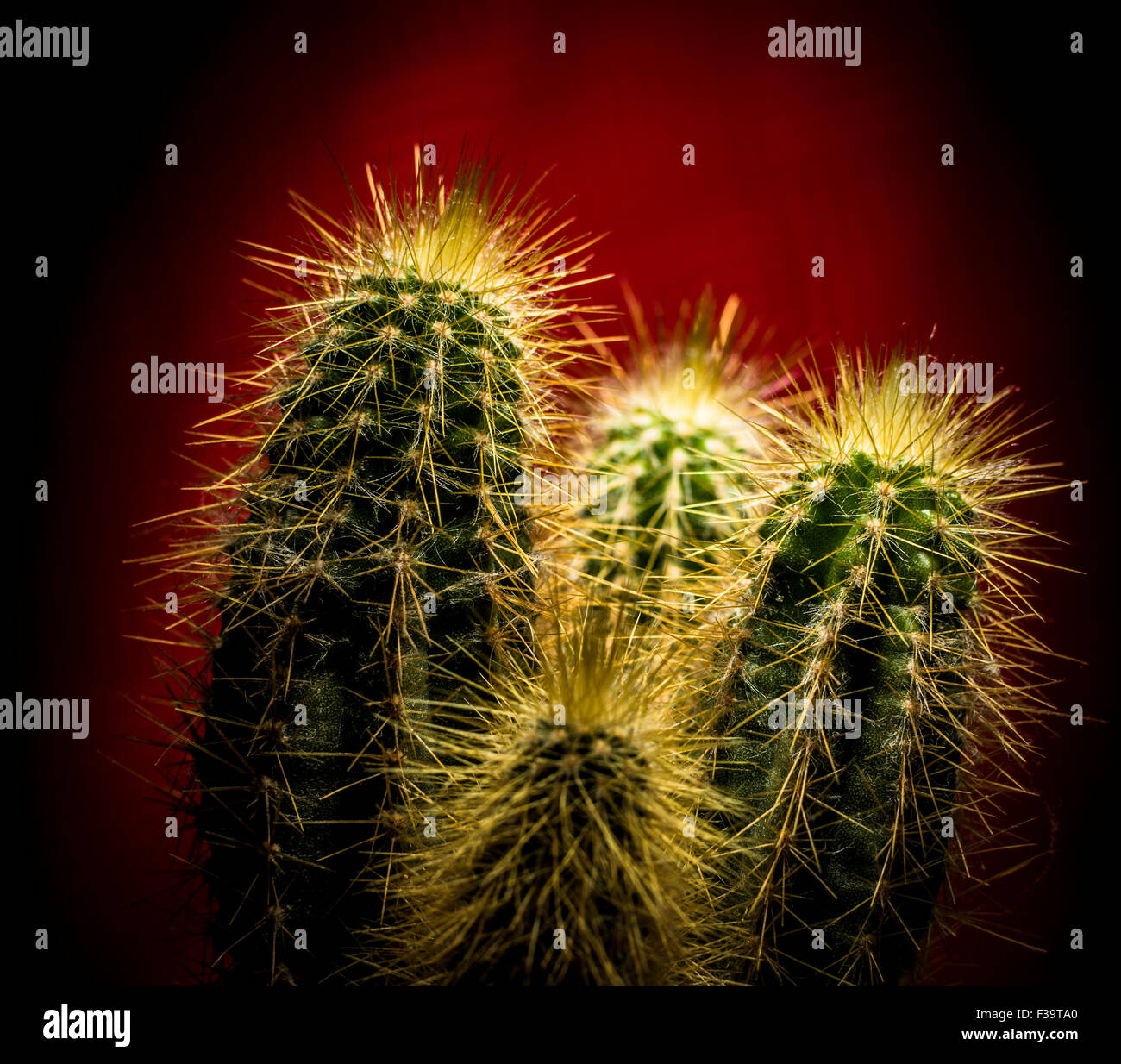 Un Cactus illuminato dall'alto. Foto Stock