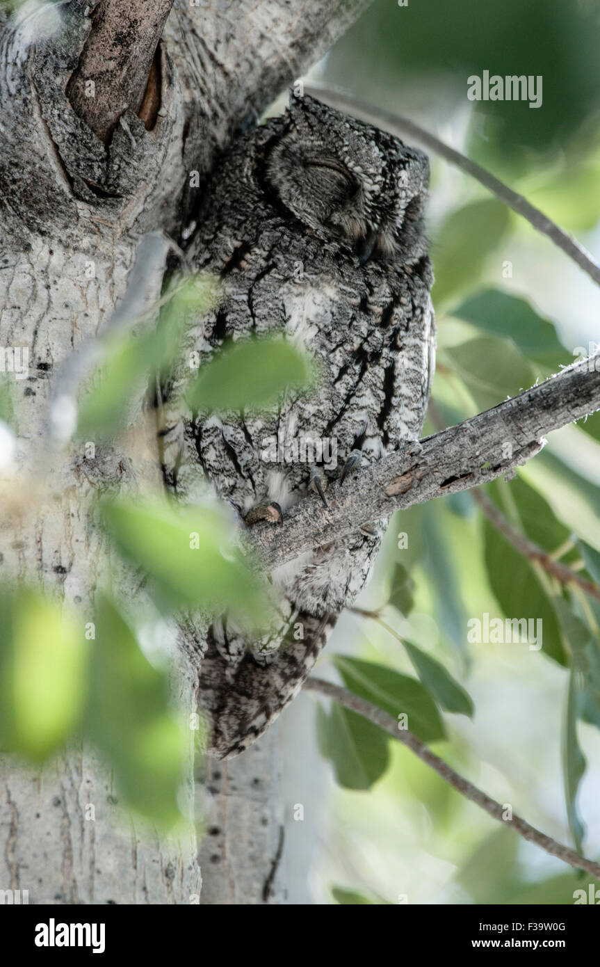 Camoufled African Scops-Owl, Otus senegalensis, seduto su un ramo, Etosha National Park, Namibia, Africa Foto Stock