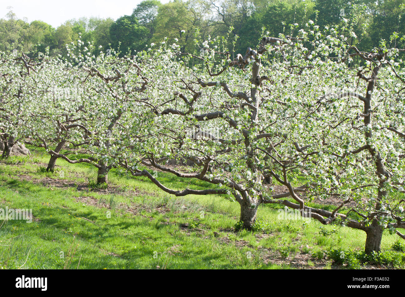 La molla Apple Orchard Foto Stock