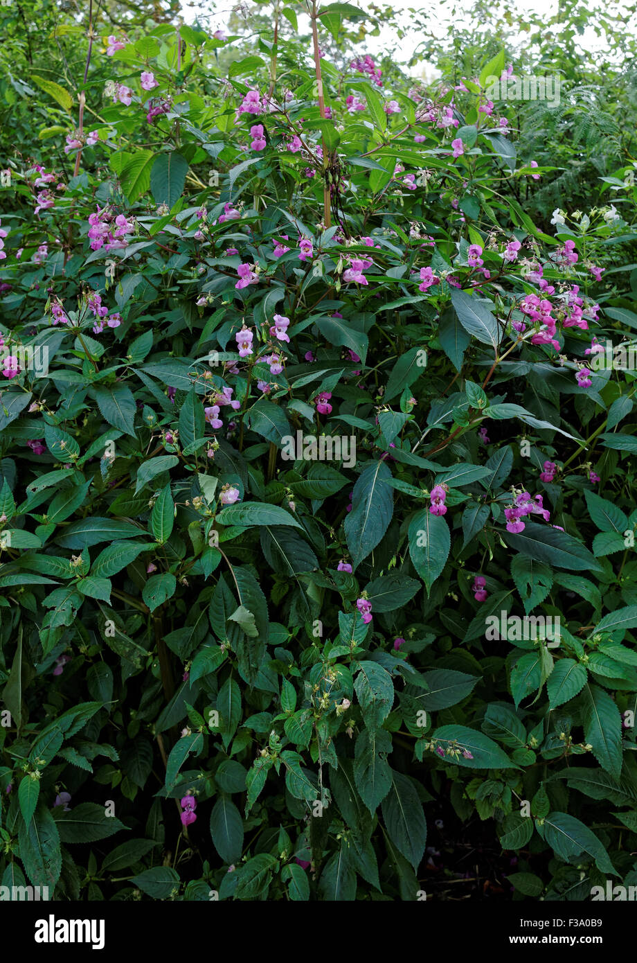 Himalayan (Balsamina Impatiens glandulifera ) Foto Stock