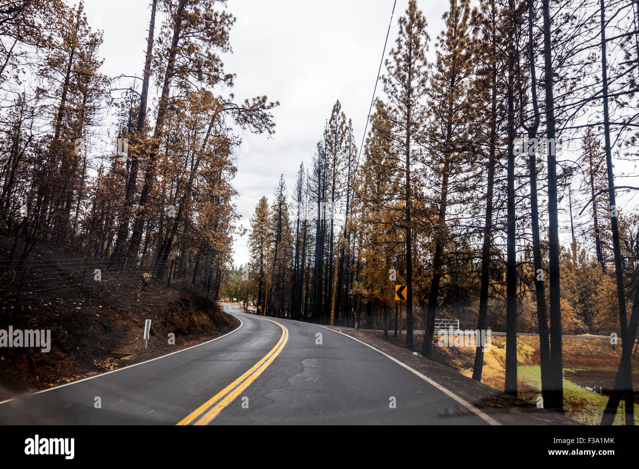 Bruciato e annerito alberi in California's Butte fire in Mountain Ranch in Sierra Nevada della California Foto Stock