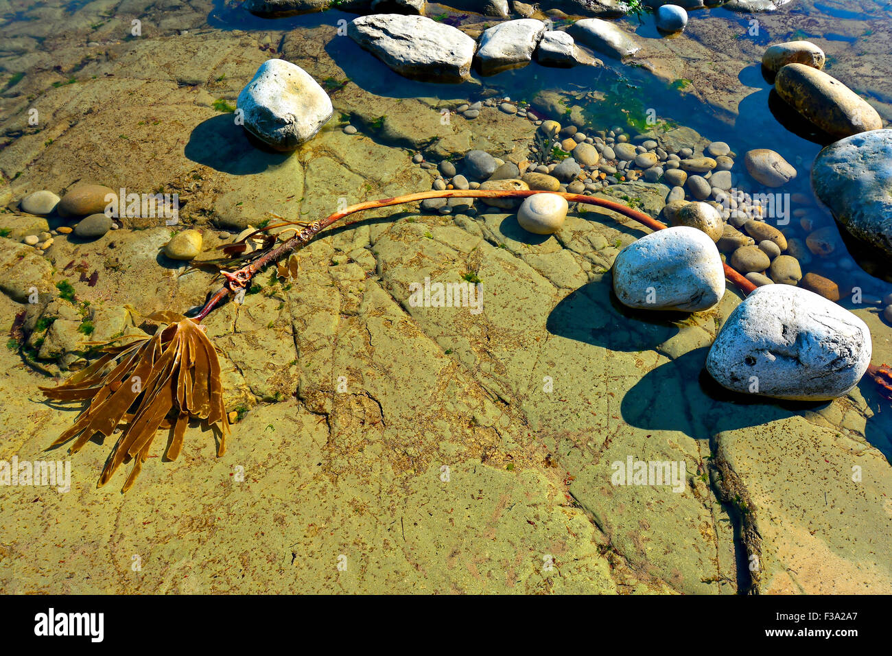 Kelp, alghe, acqua salata, mare, mare sassi, ciottoli, la Calmness, di riposo e di relax, rocce bianche, vacanze, vacanze Foto Stock