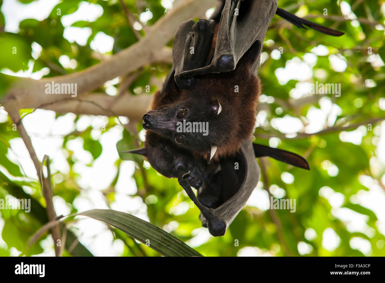 Due indiani volpi volanti, pteropus giganteus, noto anche come il maggiore frutto indiano bat Foto Stock