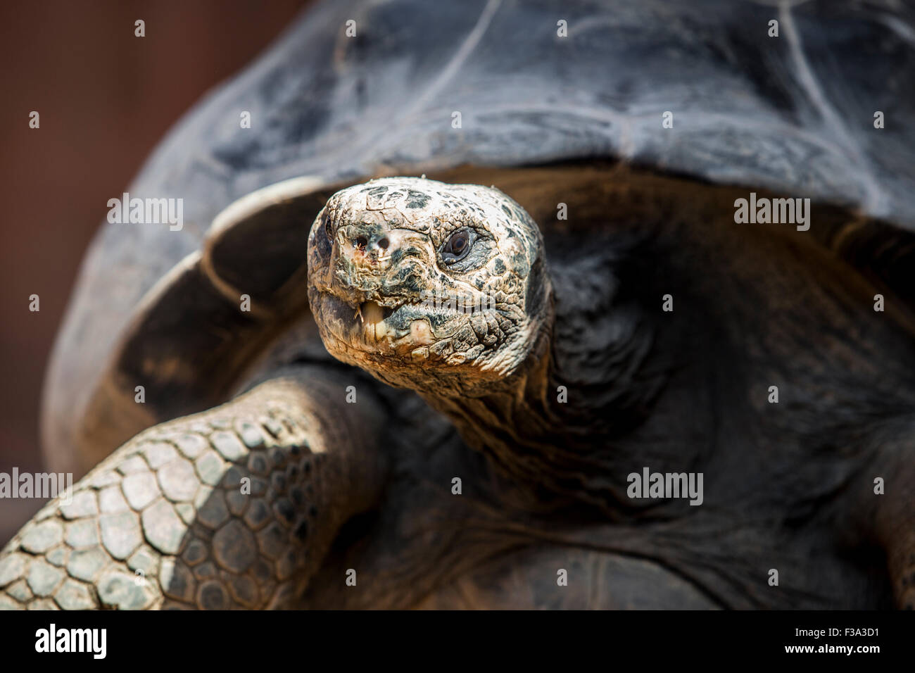 Galapagos o tartaruga gigante Galapagos tartaruga, Chelonoidis nigra Foto Stock