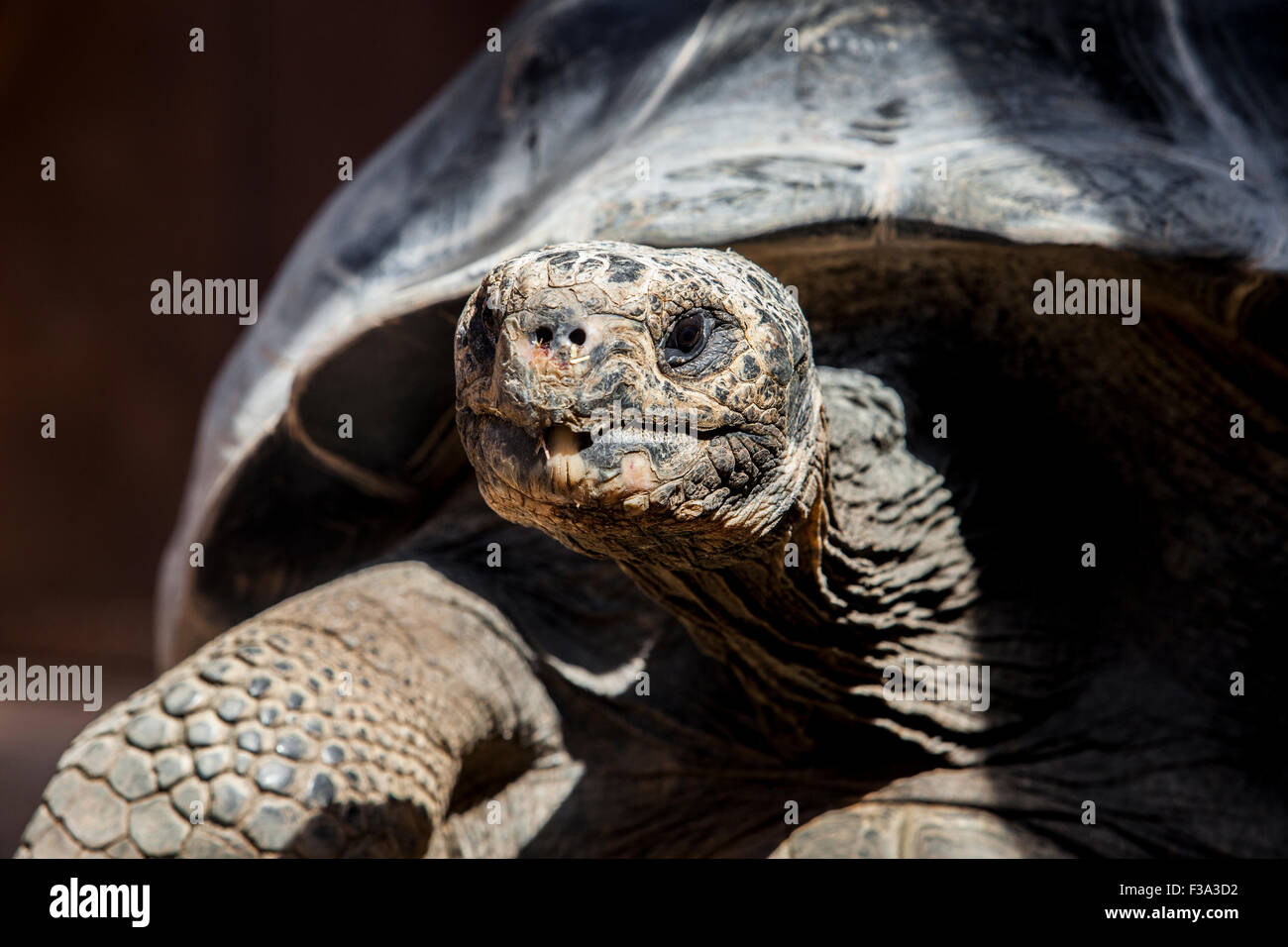 Galapagos o tartaruga gigante Galapagos tartaruga, Chelonoidis nigra Foto Stock Galapagos o tartaruga gigante Galapagos tartaruga, Chelonoidis nigra Foto Stock
