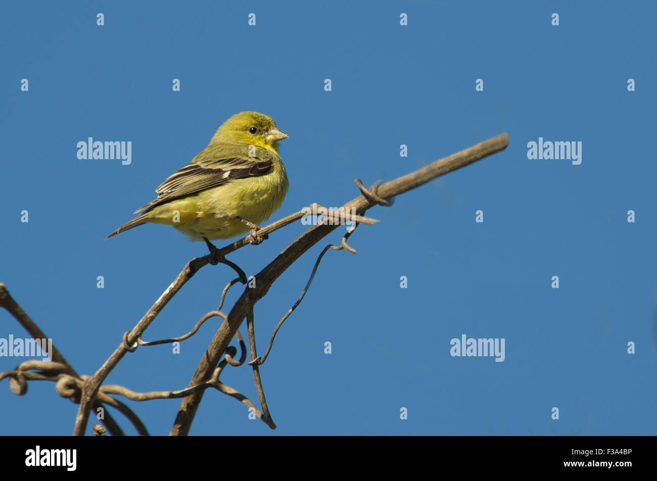 American Cardellino (Carduelis tristis) femmina arroccato nella struttura ad albero, Healdsburg, CALIFORNIA, STATI UNITI D'AMERICA Foto Stock
