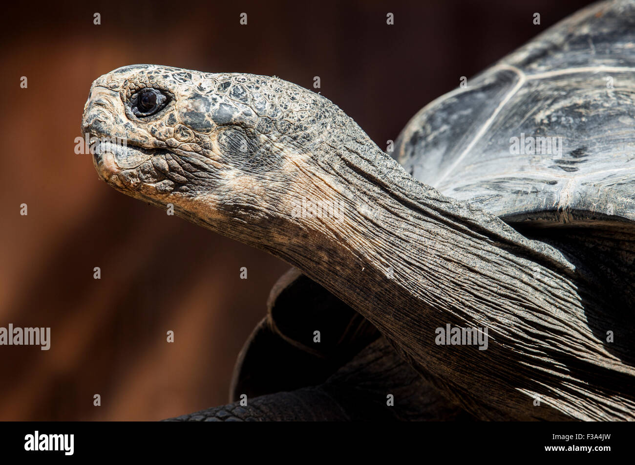 Galapagos o tartaruga gigante Galapagos tartaruga, Chelonoidis nigra Foto Stock Galapagos o tartaruga gigante Galapagos tartaruga, Chelonoidis nigra Foto Stock