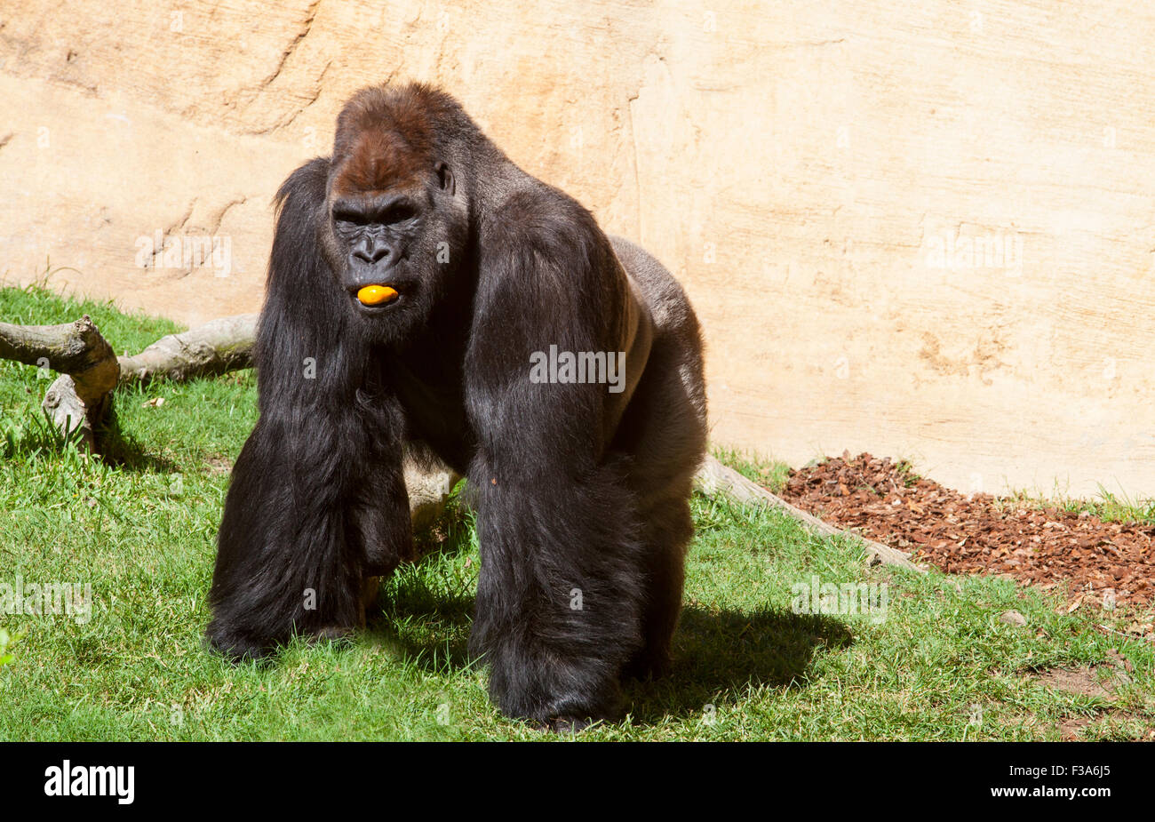 Western gorilla di pianura o Gorilla gorilla gorilla mangiando un arancione Foto Stock