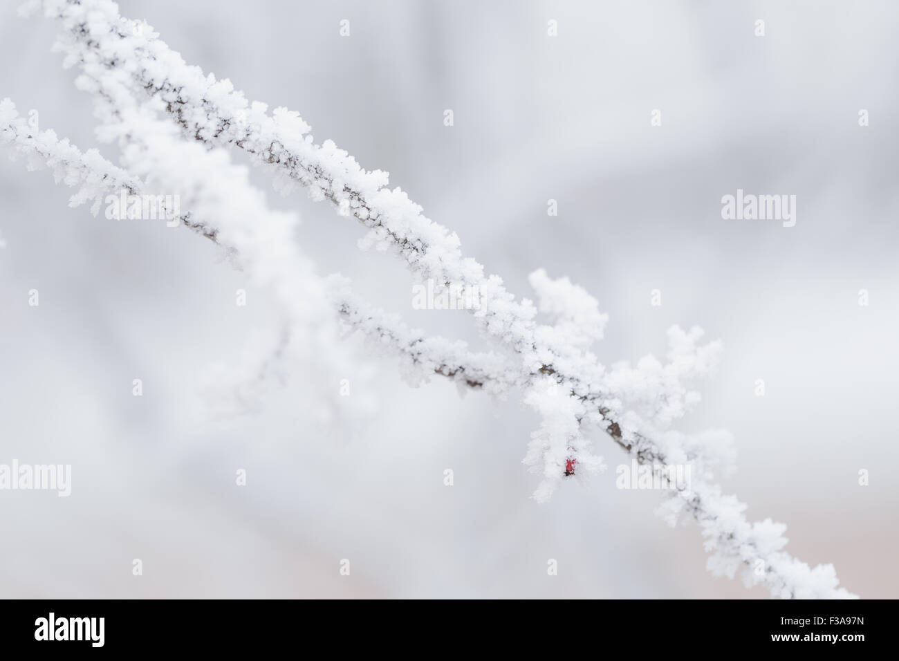 Rowan bacche coperto di brina Foto Stock