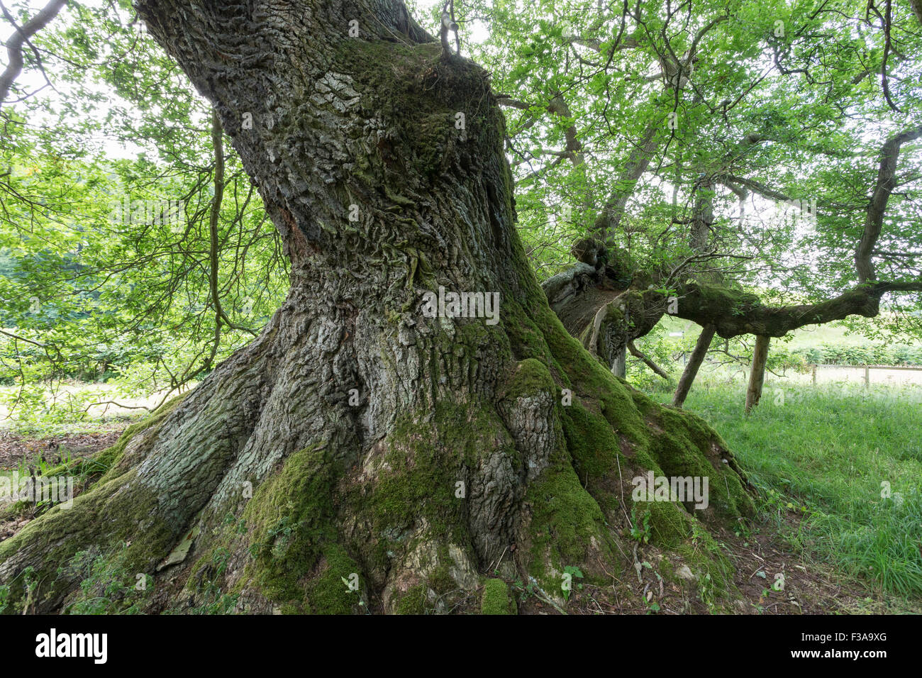 Cappone veterano di albero di quercia sessile (Quercus petraea), Jedburgh Scozia Scotland Foto Stock