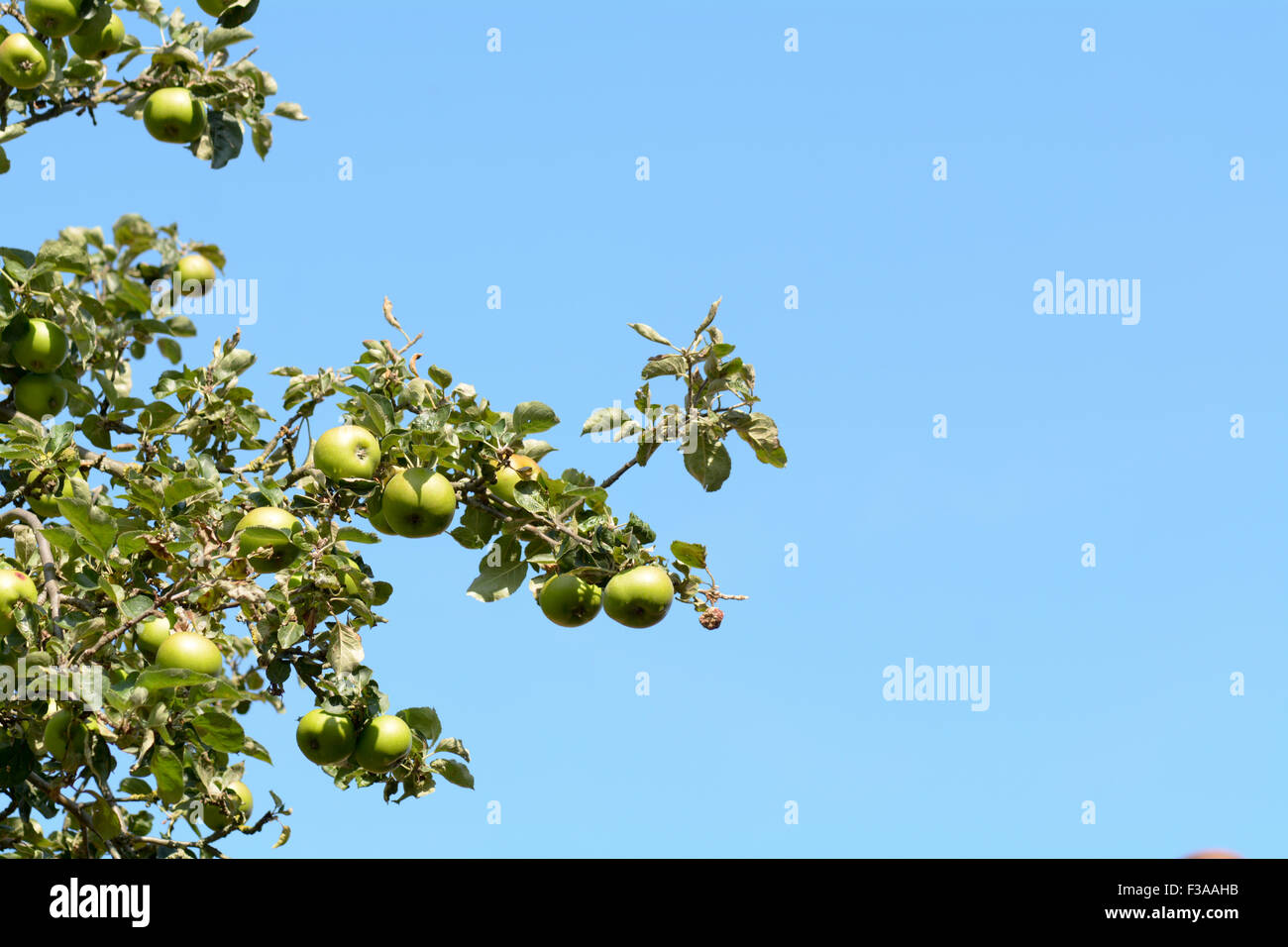 Bramley's piantine (malus domestica) mele crescente su albero Foto Stock