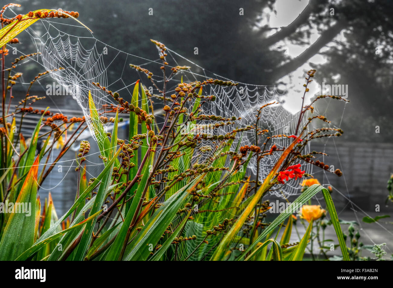 Heathfield, East Sussex, Regno Unito. 3rd ottobre 2015. Un'altra nebbia fredda comincia al riscaldamento di giorno rapidamente come il sole aumenta. Masse di cobwebs nel giardino Foto Stock