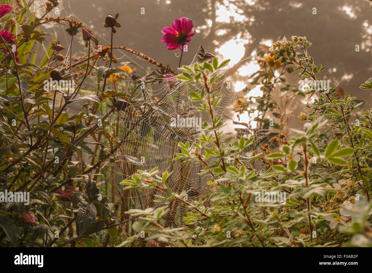 Heathfield, East Sussex, Regno Unito. 3rd ottobre 2015. Un'altra nebbia fredda comincia al riscaldamento di giorno rapidamente come il sole aumenta. Masse di cobwebs nel giardino Foto Stock