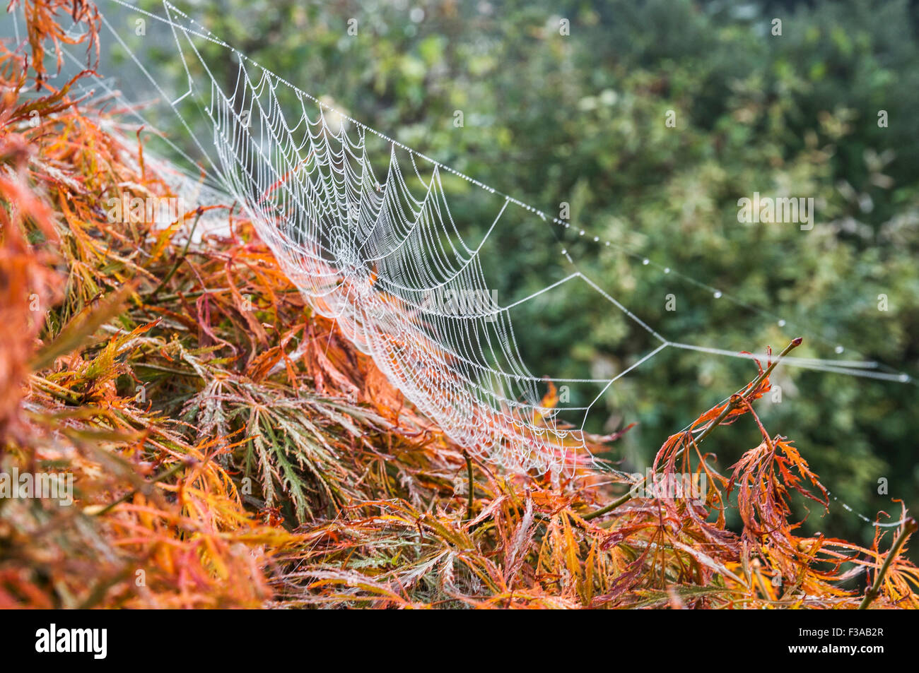 Heathfield, East Sussex, Regno Unito. 3rd ottobre 2015. Un'altra nebbia fredda comincia al riscaldamento di giorno rapidamente come il sole aumenta. Masse di cobwebs nel giardino Foto Stock