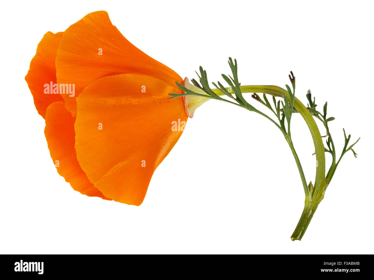 Flower Eschscholzia californica (California papavero, golden papavero, California la luce solare, coppa d'oro) isolato su sfondo bianco Foto Stock