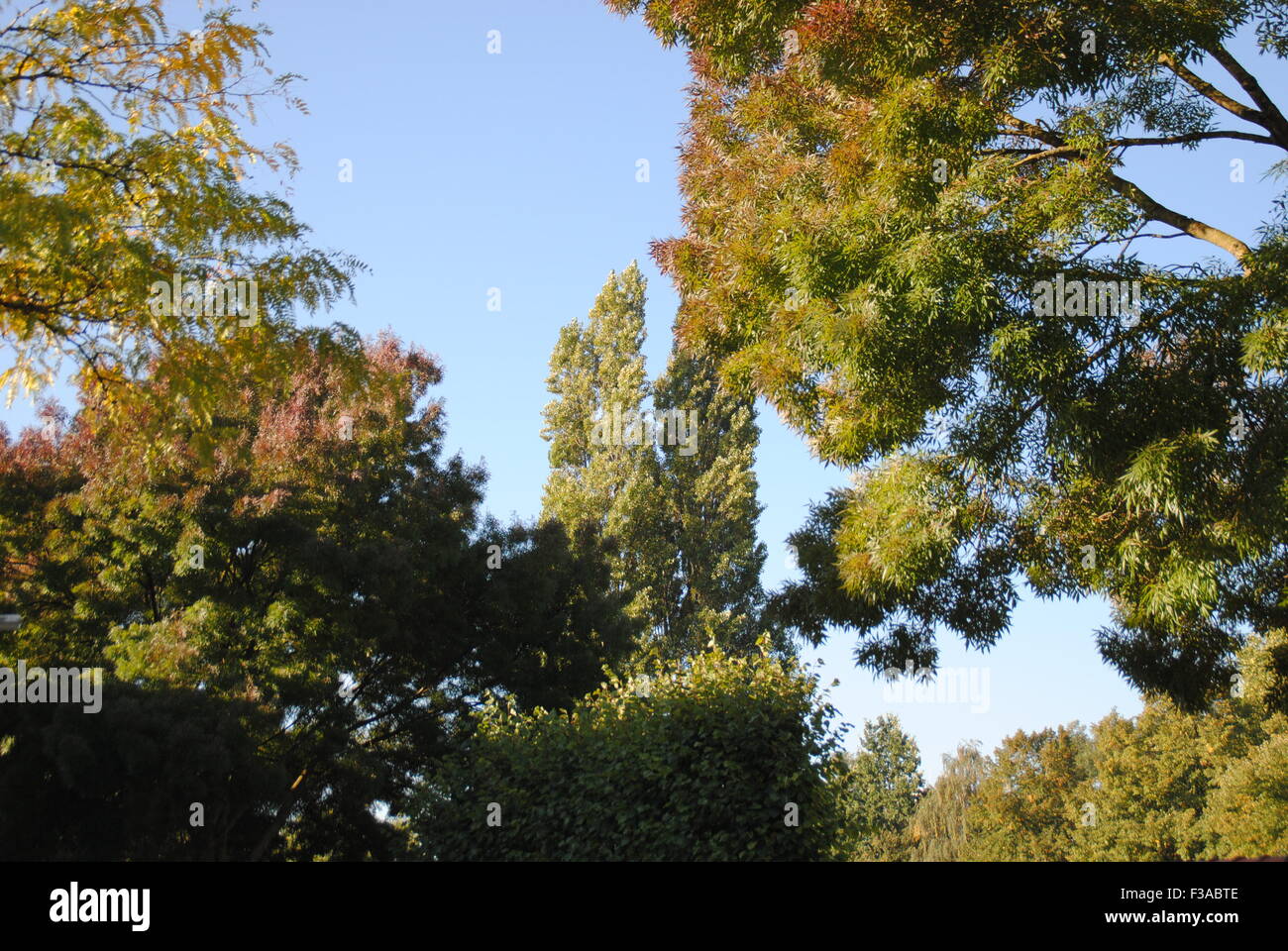 In autunno gli alberi appena iniziando a cambiare colore in Utrecht, Paesi Bassi Foto Stock