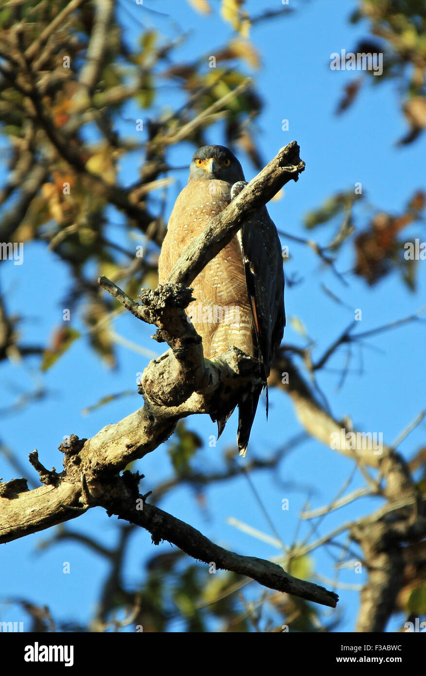 Crested Eagle serpente (Spilornis Cheela) su un ramo, guardando nella telecamera. Parco Nazionale di Kanha, Madhya Pradesh, India Foto Stock