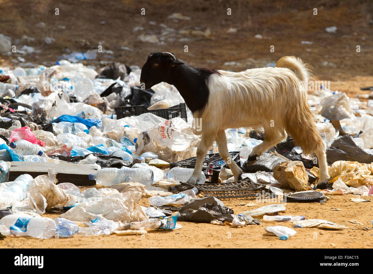 Beirut Libano 3 ottobre 2015. Caprini rovistare per il cibo in una discarica e scartato le bottiglie e i sacchetti di plastica come locali comuni di lotta per far fronte con la quantità di rifiuti umani creazione temporanea di siti di discarica. La spazzatura non riscossi scatterà la materia civile si puzzolenti protestare ancora percepito la corruzione dei politici di credito: amer ghazzal/Alamy Live News Foto Stock