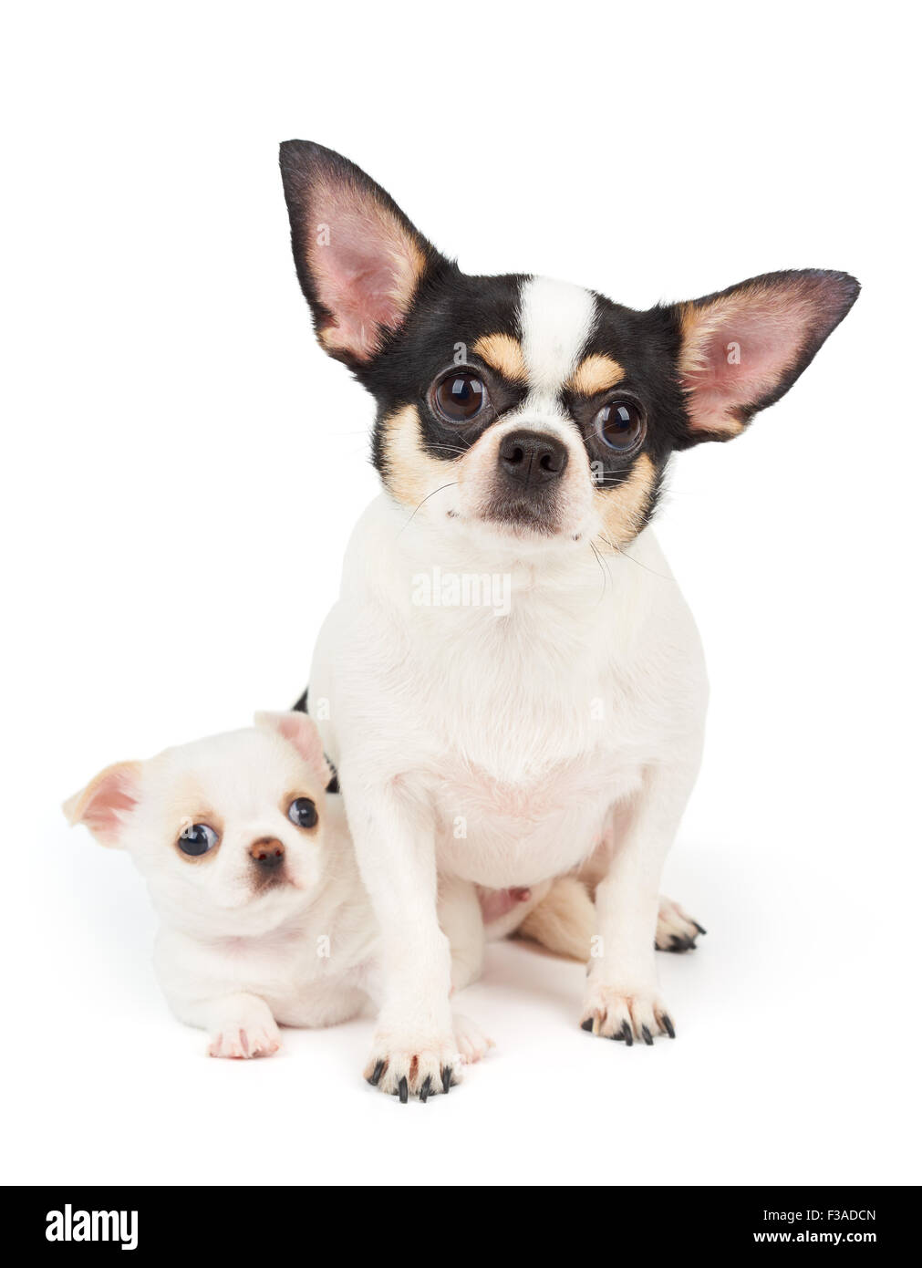 Chihuahua e il suo cucciolo bianco insieme isolato su bianco Foto Stock
