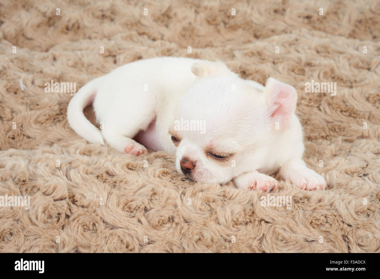 Cucciolo bianco di Chihuahua dorme sul beige letto pet Foto Stock