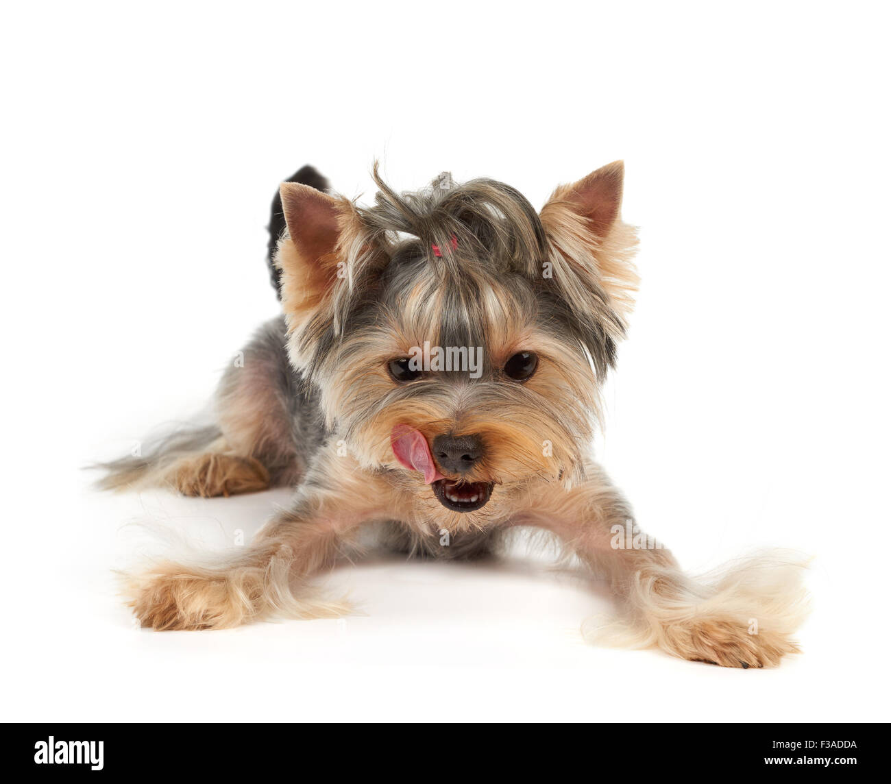 Yorkshire Terrier con brevissimo scarto lambisce. Guarda verso il basso sul punto in cui il prodotto può essere collocato. Foto Stock
