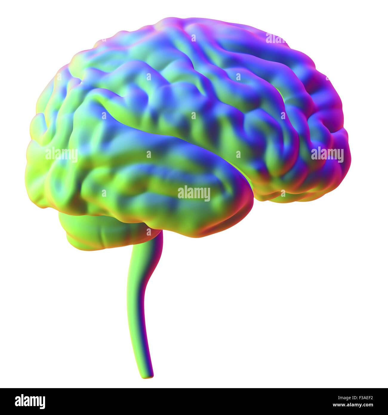 Computer illustrazione del cervello umano, visto dal lato. Foto Stock