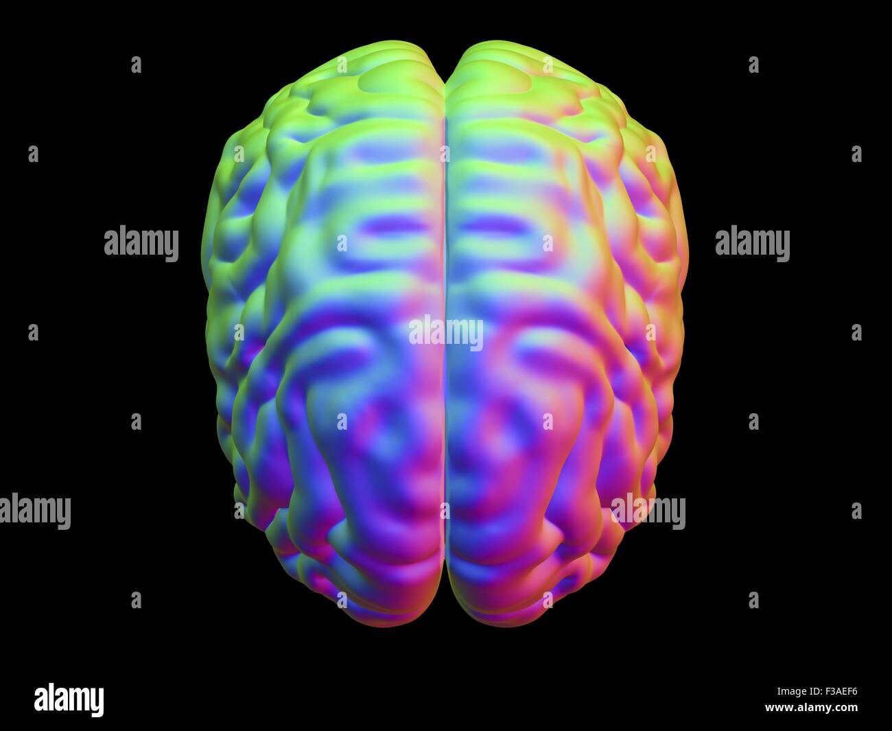 Computer illustrazione del cervello umano, visto dall'alto. Foto Stock
