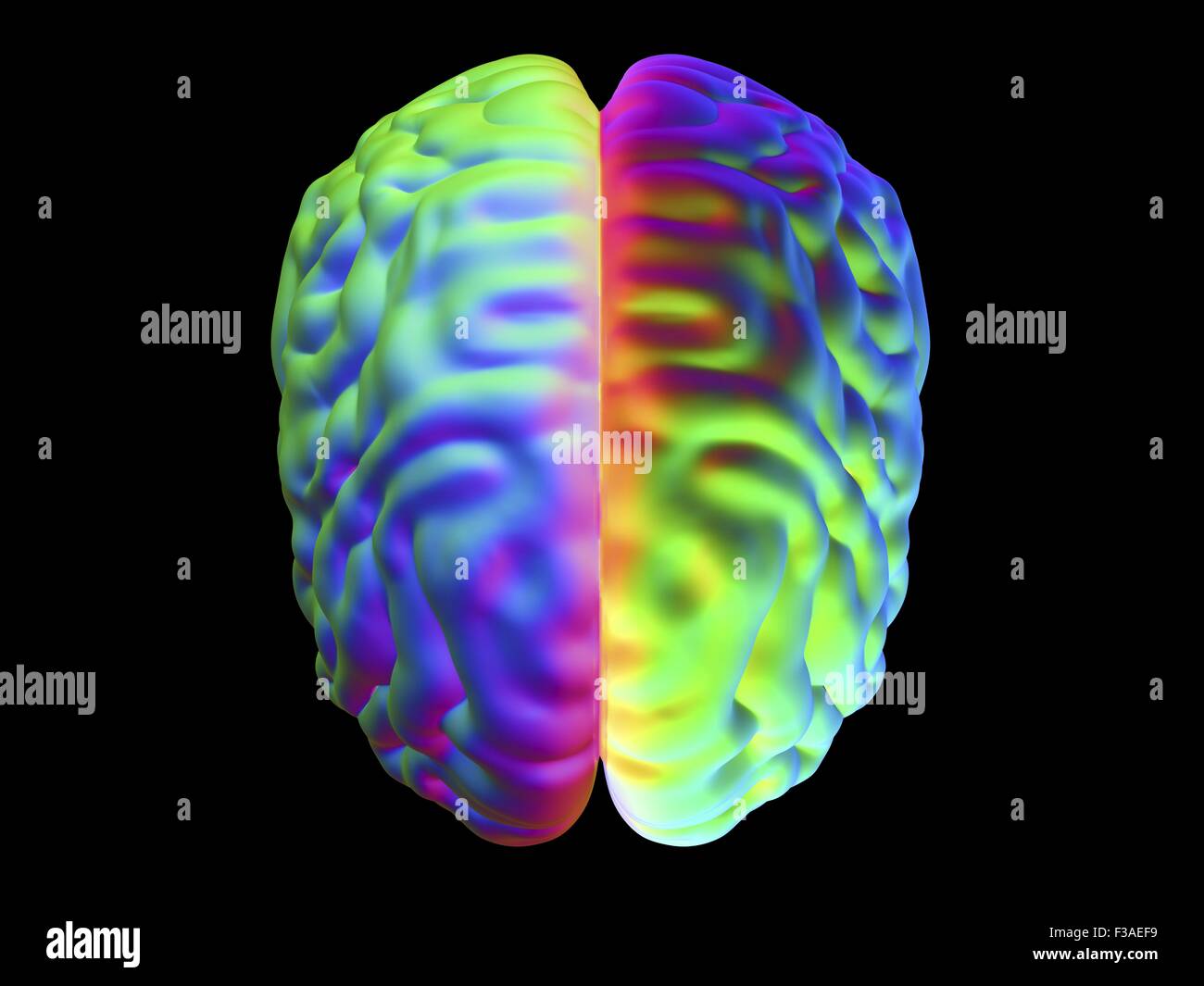 Computer illustrazione del cervello umano, visto dall'alto. Foto Stock