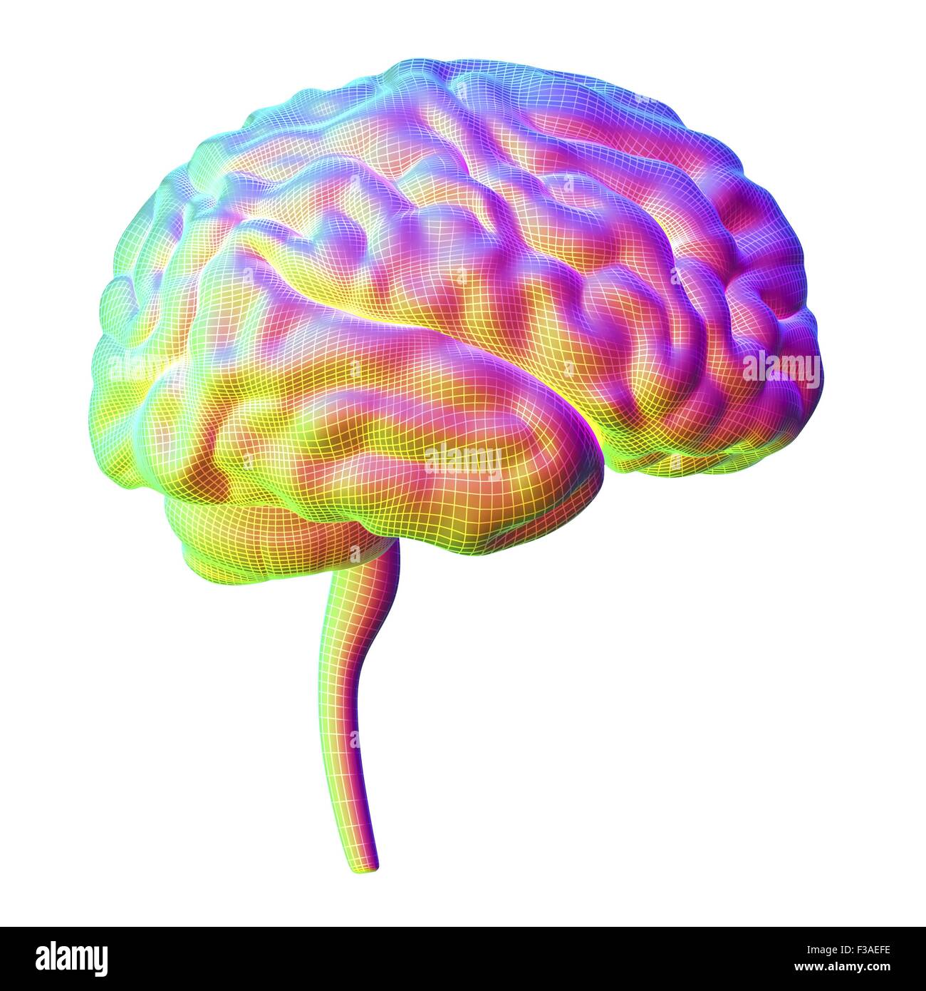 Computer illustrazione del cervello umano, visto dal lato, sovrapposti sono linee tratteggiate. Foto Stock