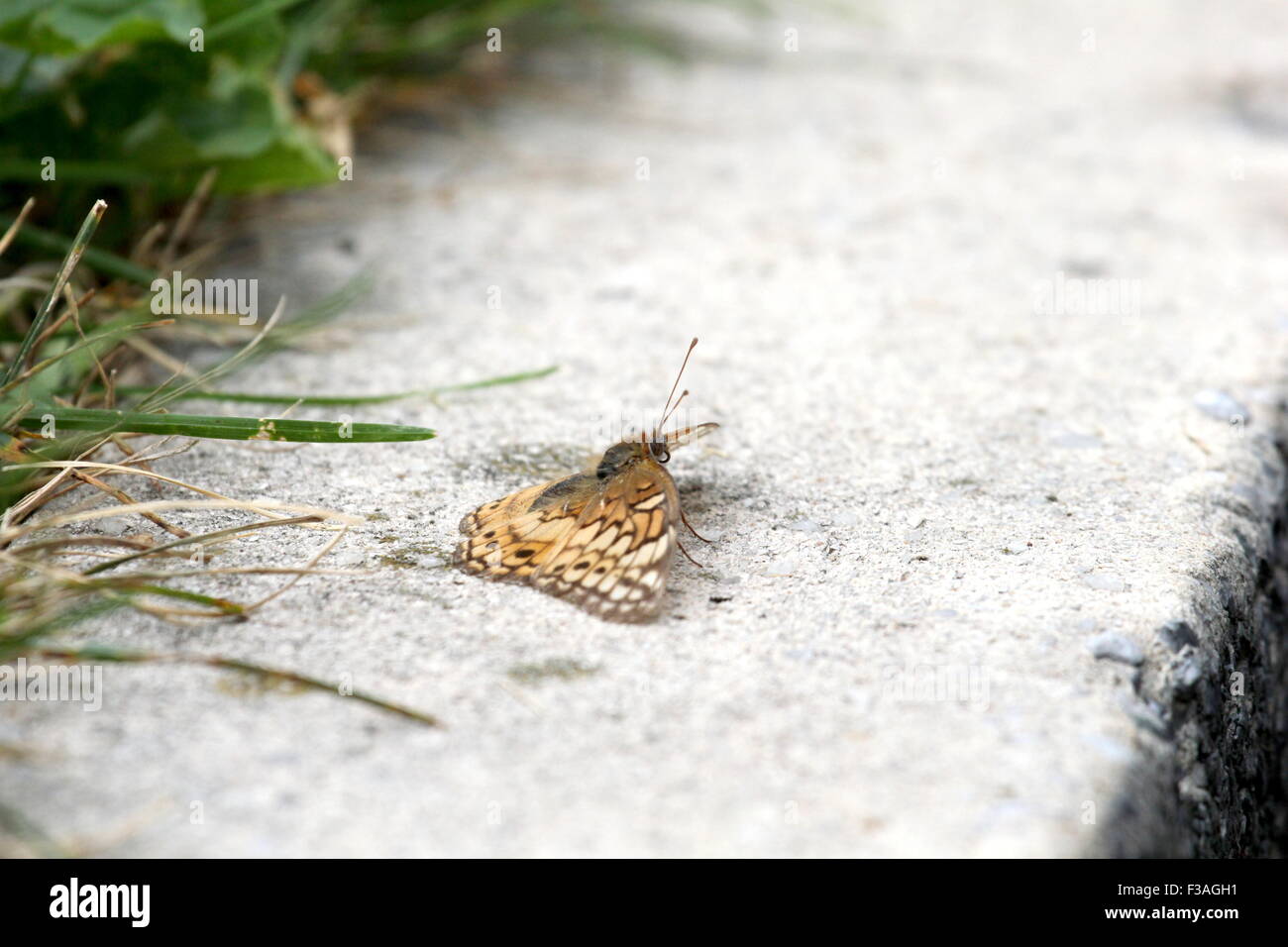 Piccola butterfly appoggiata su un cordolo. Foto Stock