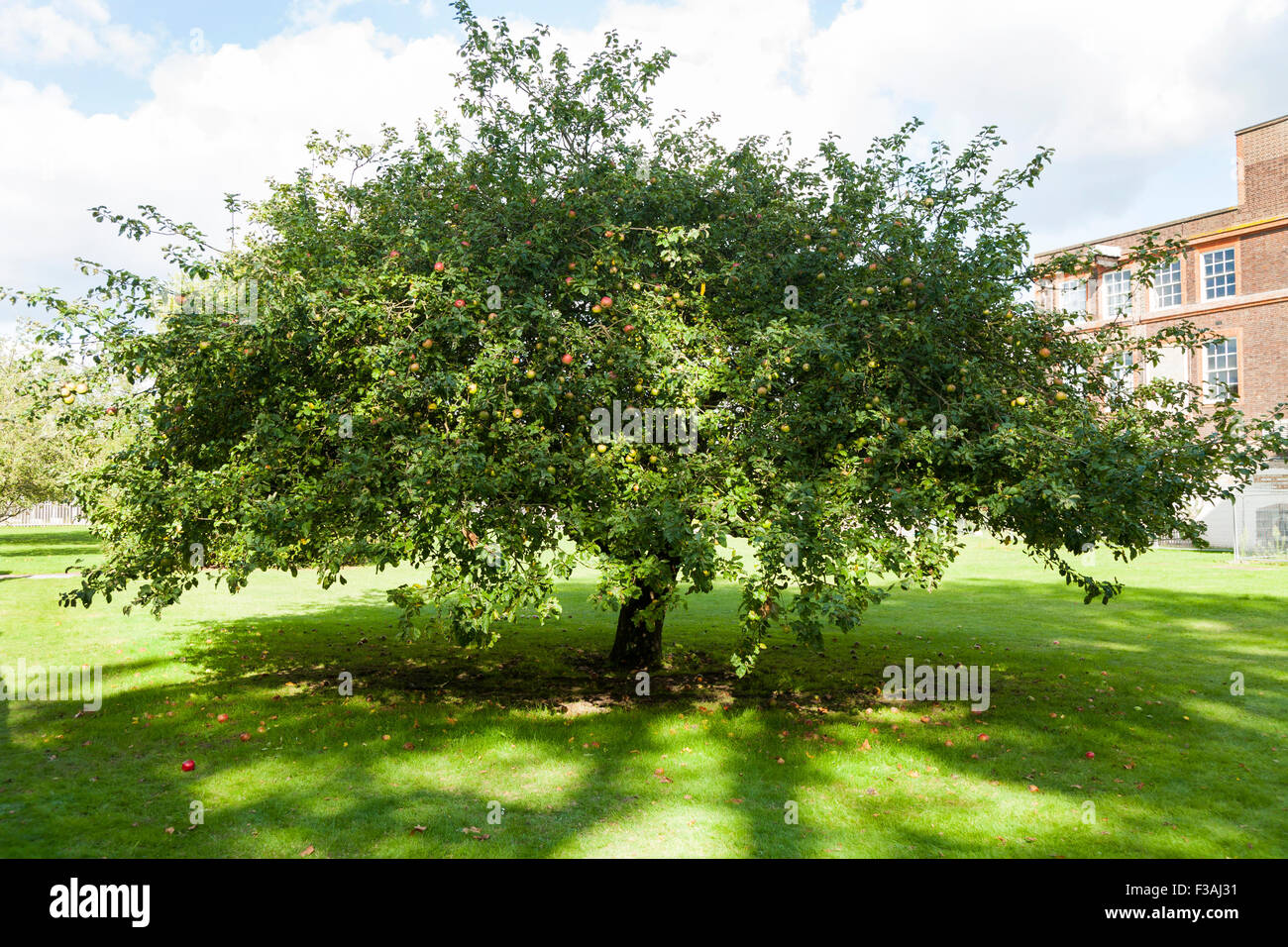 Newton albero di Apple nella motivazione della casa cespuglioso; parte del National Physical Laboratory (NPL) in Bushy Park, Teddington. Regno Unito. Foto Stock