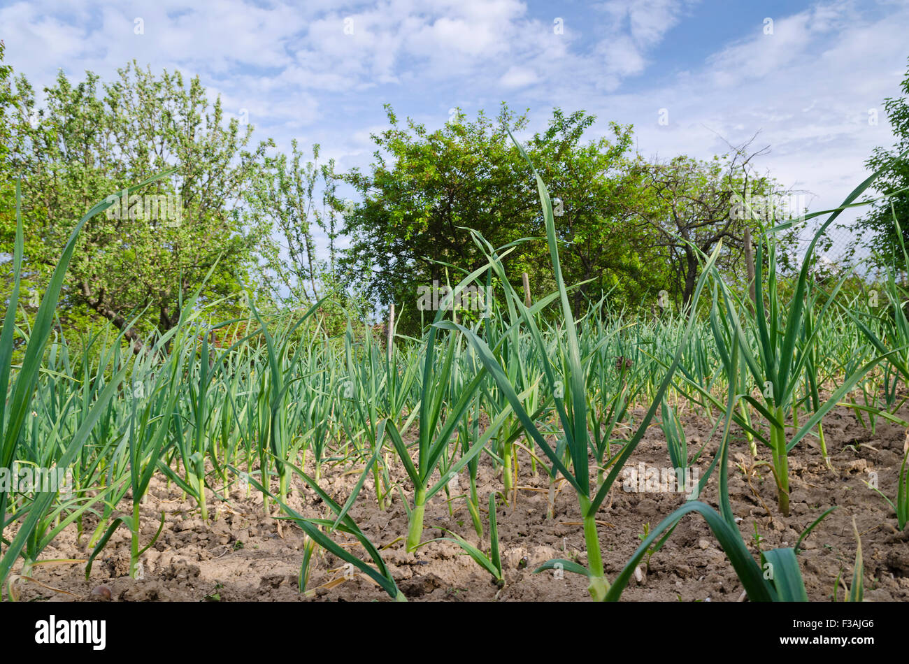 Crescente bio cipolla nella parte settentrionale della Bulgaria in estate Foto Stock