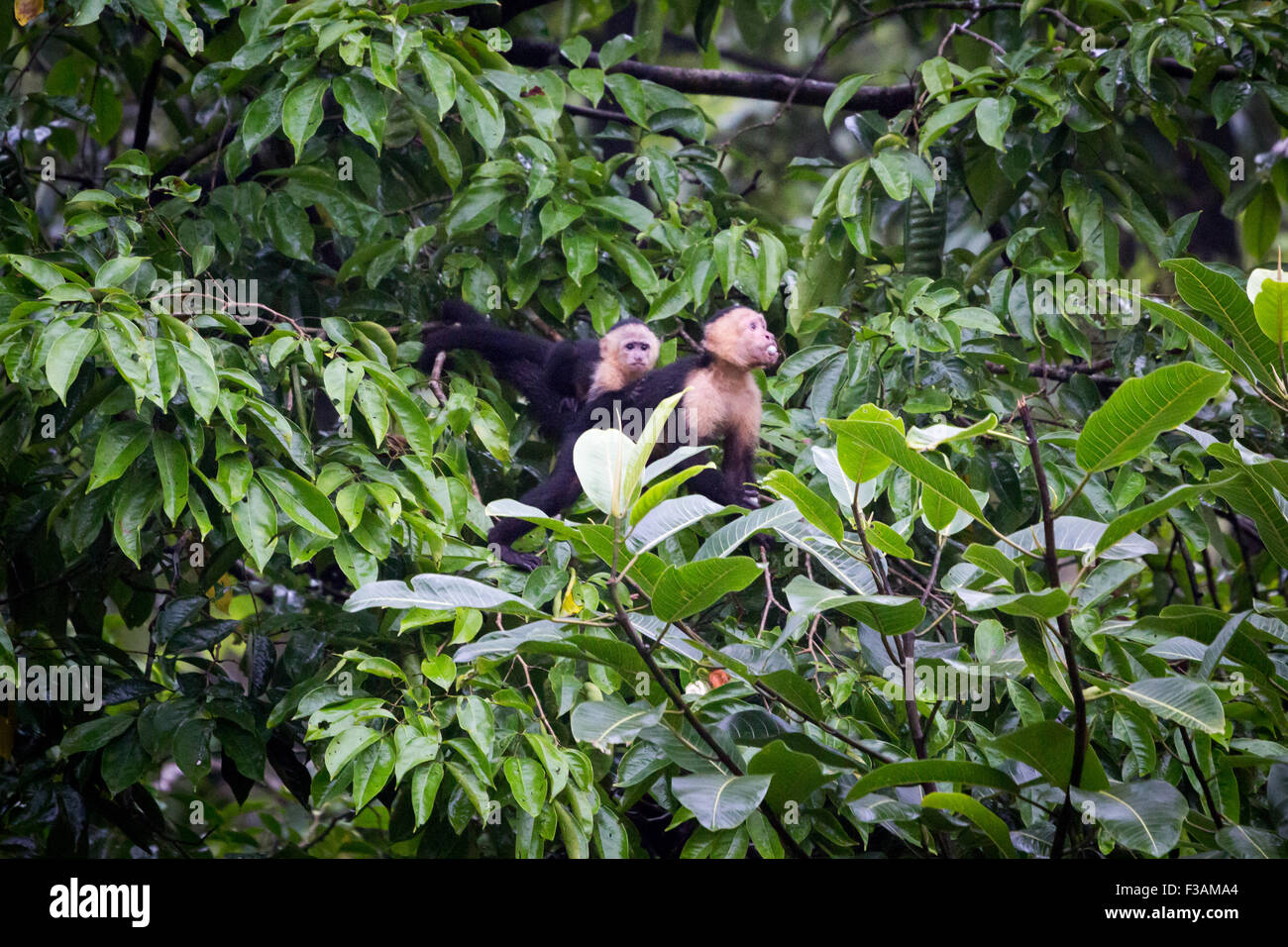 Costa Rica, Parco Nazionale di Tortuguero. Di fronte bianco scimmia cappuccino con il suo bambino nella foresta pluviale Foto Stock