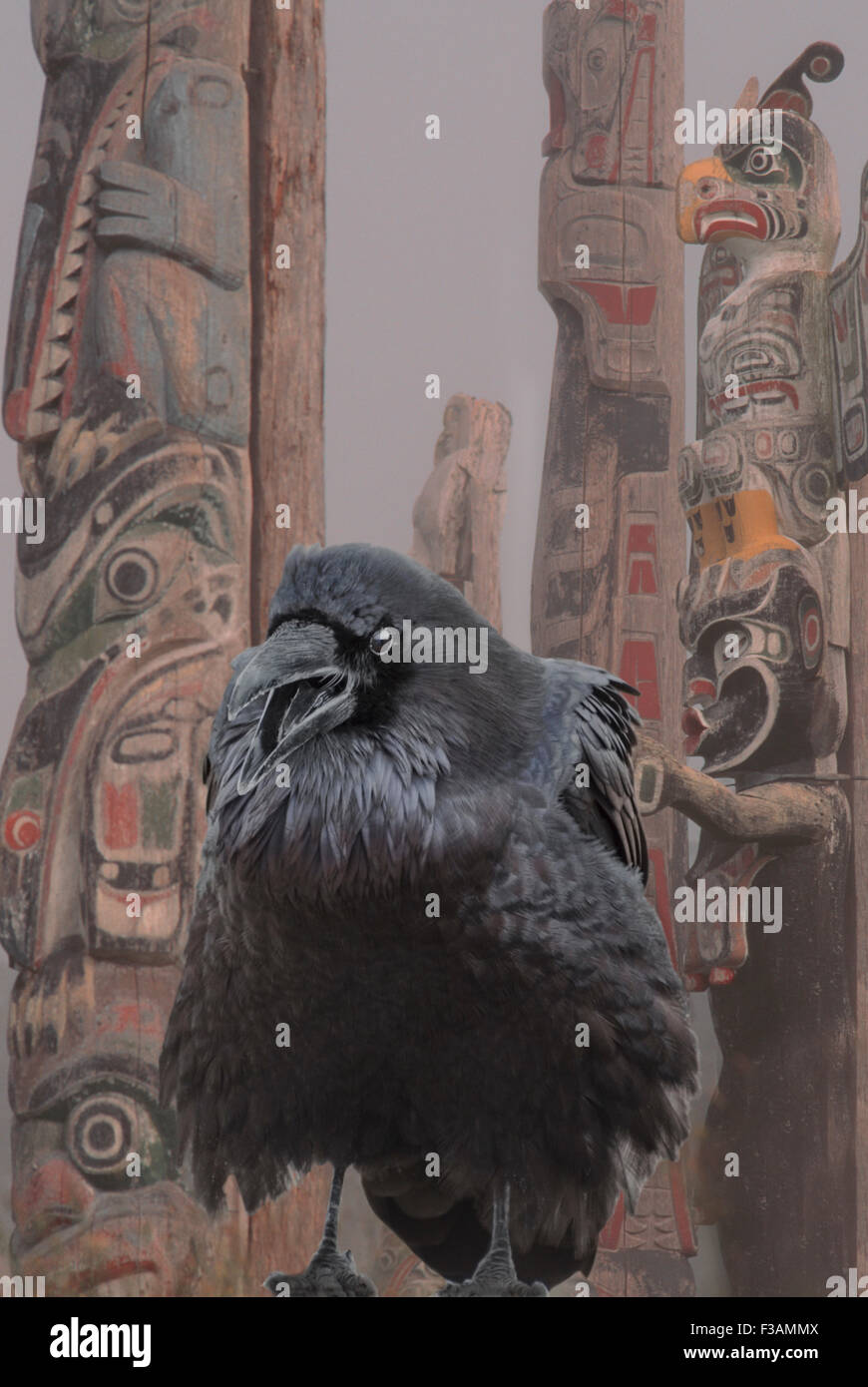 Raven in Clan Nimpkish sepoltura, cormorano Isle, British Columbia, Canada. Foto Stock