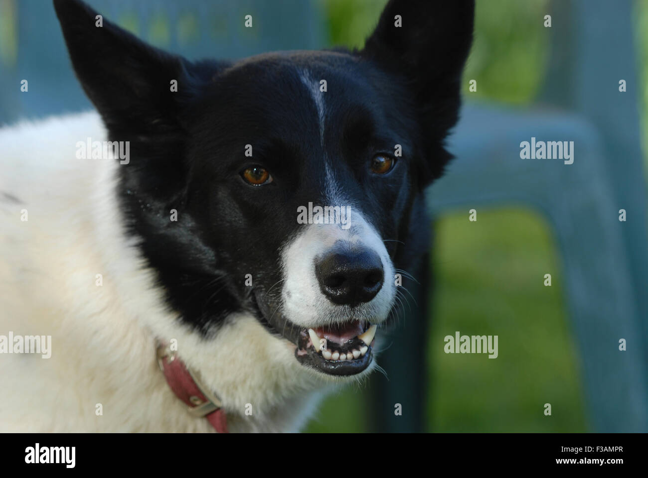 Border Collie, cane guardando la fotocamera Foto Stock